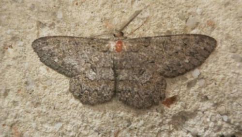 Réf. 207 602 : Hypomecis punctinalis